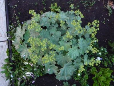 Лот: 7555316. Фото: 1. Манжетка. Садовые цветы
