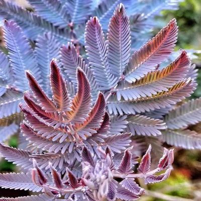 Лот: 6932079. Фото: 1. Акация Acacia Baileyana var. purpurea... Горшечные растения и комнатные цветы