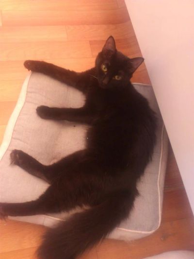 Лот: 2799485. Фото: 1. отдам в добрые руки Кошечку-подростка. Кошки, котята