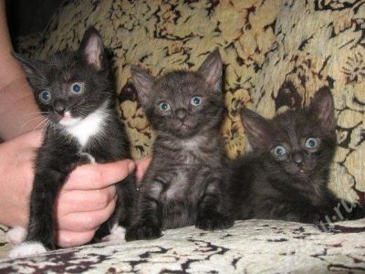 Лот: 220764. Фото: 1. отдам очаровательную кошечку. Остальные животные