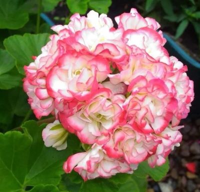 Лот: 11656683. Фото: 1. Пеларгония Аpple blossom rosebud. Горшечные растения и комнатные цветы