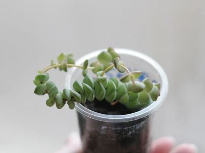 Лот: 9346297. Фото: 1. Crassula nealiana крассула суккулент. Горшечные растения и комнатные цветы