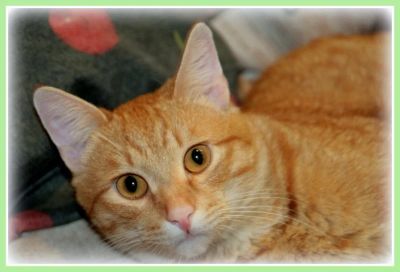 Лот: 3241471. Фото: 1. Кот в Сапогах!. Кошки, котята
