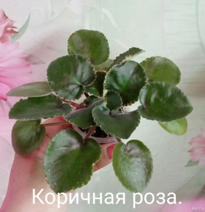 Лот: 13595056. Фото: 1. Фиалка СМ-Коричная роза- стартер... Горшечные растения и комнатные цветы