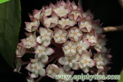 Лот: 4224599. Фото: 1. Хойя -Hoya cv. Jennifer. Горшечные растения и комнатные цветы