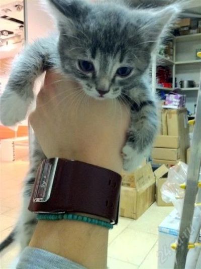 Лот: 1002899. Фото: 1. Котенок Серого цвета ищет хозяина... Остальные животные