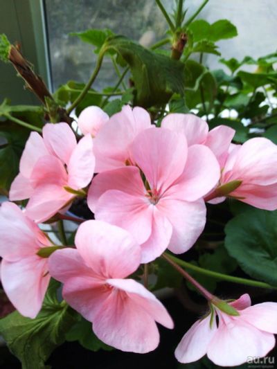 Лот: 13705337. Фото: 1. Пеларгония (герань) светло-розовая. Горшечные растения и комнатные цветы