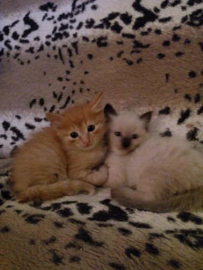 Лот: 8518231. Фото: 1. Чрезвычайно красивый и умный котенок... Кошки, котята