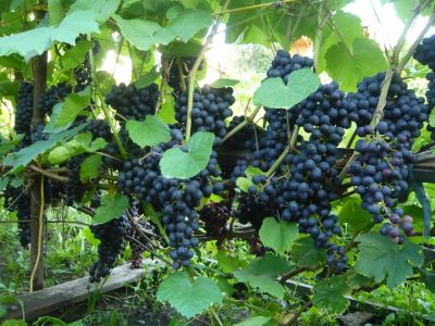 Лот: 6931516. Фото: 1. виноград плодоносящий, черный... Ягоды
