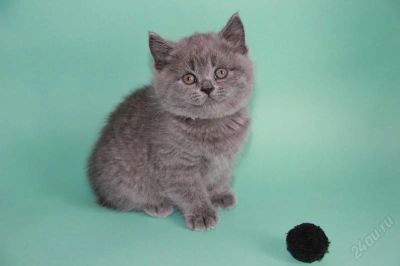 Лот: 1473194. Фото: 1. Британские голубые котята. Кошки, котята