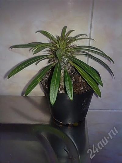 Лот: 510308. Фото: 1. Пахиподиум. Горшечные растения и комнатные цветы