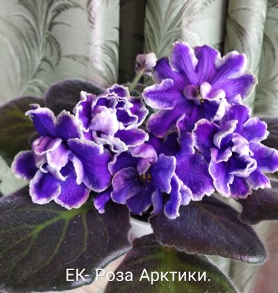Лот: 11956203. Фото: 1. Фиалка ЕК- Роза Арктики - стартер... Горшечные растения и комнатные цветы
