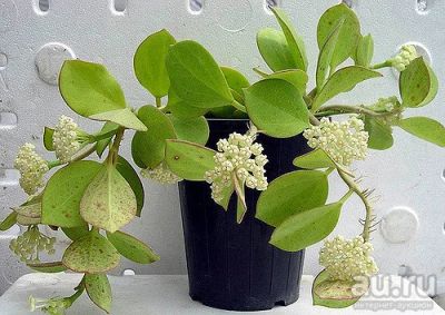 Лот: 9648938. Фото: 1. Хойя пахиклада (Hoya pachyclada... Горшечные растения и комнатные цветы