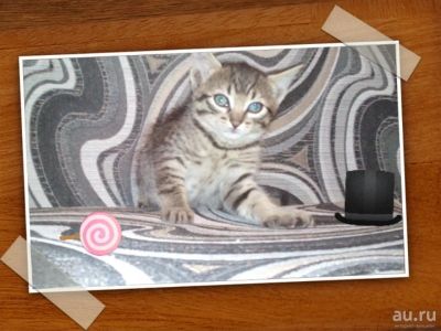 Лот: 8807950. Фото: 1. Отдам котят в хорошие руки 2месяца... Кошки, котята