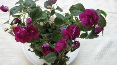 Лот: 1497124. Фото: 1. Бальзамин Purple Pinata. Горшечные растения и комнатные цветы