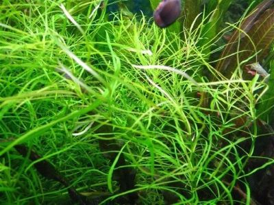 Лот: 8918552. Фото: 1. Погостемон октопус (Pogostemon... Водные растения