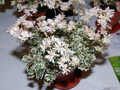 Лот: 14999280. Фото: 1. Пеларгония "Silver snow" Спорт. Горшечные растения и комнатные цветы