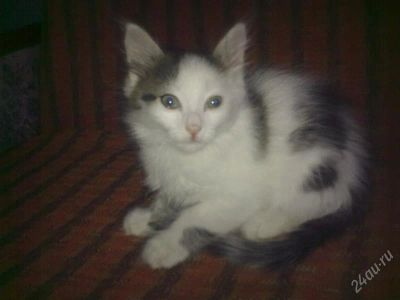 Лот: 2206491. Фото: 1. Котенок ждет доброго хозяина. Кошки, котята