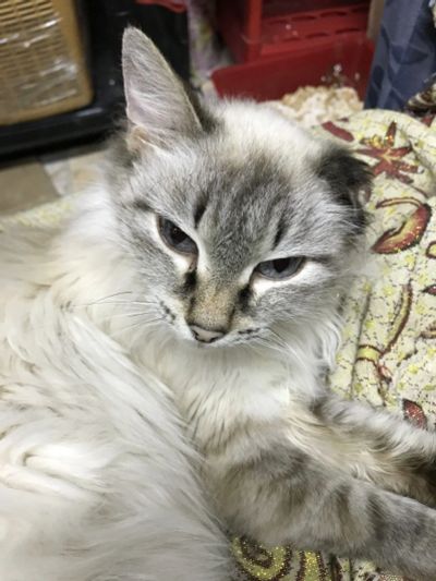 Лот: 15278583. Фото: 1. Кошка Соня ищет дом. Кошки, котята