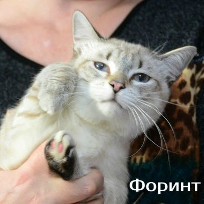 Лот: 7603393. Фото: 1. Голубоглазый котик сиамского окраса... Кошки, котята