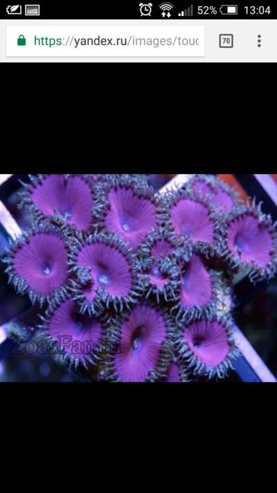 Лот: 11327001. Фото: 1. политойя purple Death колония. Моллюски, ракообразные, кораллы