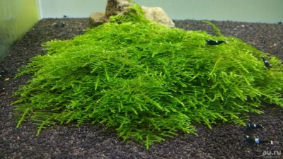 Лот: 14797773. Фото: 1. Треугольный мох (Triangle moss... Водные растения