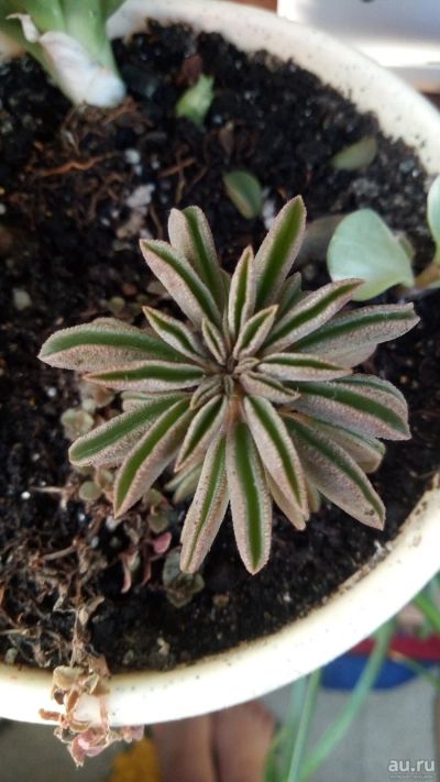 Лот: 14457652. Фото: 1. Пеперомия Peperomia wolfgang-krahnii. Горшечные растения и комнатные цветы