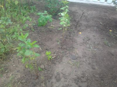 Лот: 25515812. Фото: 1. Саженец вишня на ножке на черенке. Ягоды