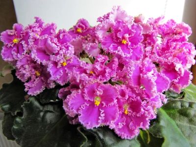 Лот: 7375715. Фото: 1. Фиалка Rosie Ruffles - детка. Горшечные растения и комнатные цветы