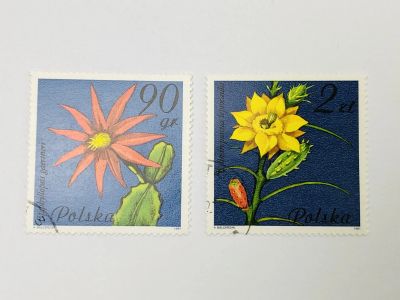Лот: 23314108. Фото: 1. Цветущие суккуленты. Хатиора Гартнера... Марки