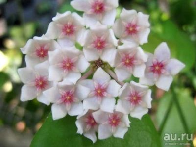 Лот: 13595664. Фото: 1. Хойя Hoya anulata. Горшечные растения и комнатные цветы