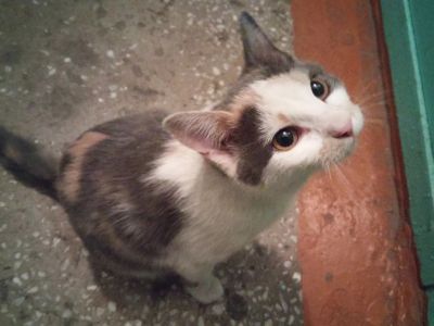 Лот: 9227346. Фото: 1. Котёнок ищет новый дом или нужна... Кошки, котята