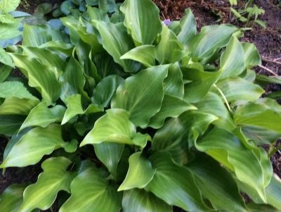 Лот: 17708510. Фото: 1. Хоста Инвисибл (hosta Invicible... Садовые цветы