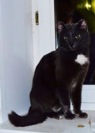 Лот: 5275957. Фото: 1. Красивый кот ищет дом!!!!!!!. Кошки, котята