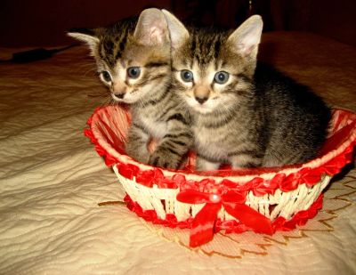 Лот: 7051680. Фото: 1. Раздаем красивых котят. Кошки, котята
