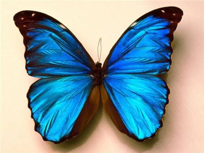 Лот: 6108387. Фото: 1. Бабочка 2. Галстуки