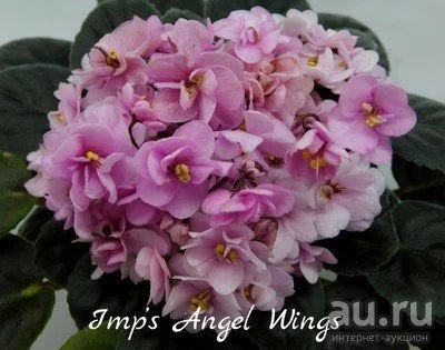 Лот: 13225024. Фото: 1. Мини фиалка Imp’s Angel Wings... Горшечные растения и комнатные цветы