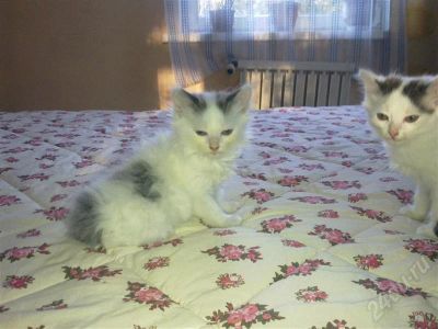 Лот: 482149. Фото: 1. Отдам чудесных котят:). Остальные животные