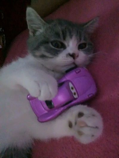 Лот: 10985378. Фото: 1. Котенок. Полуперс. Кошки, котята