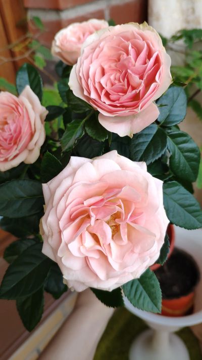 Лот: 14551985. Фото: 1. Нежно Розовая роза. Горшечные растения и комнатные цветы
