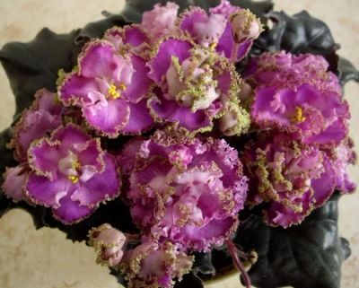 Лот: 4546634. Фото: 1. Лист сортовой фиалки ЛЕ-Фуксиевое... Горшечные растения и комнатные цветы