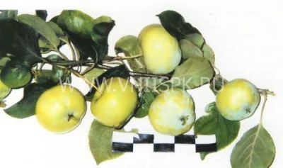 Лот: 11702903. Фото: 1. яблоня сорт Любава. Фрукты и орехи