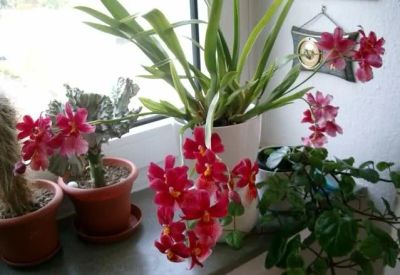 Лот: 7144551. Фото: 1. Орхидея Камбрия (деленка). Горшечные растения и комнатные цветы