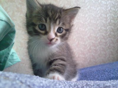 Лот: 4105523. Фото: 1. Отдам котенка (кота) в хорошие... Кошки, котята