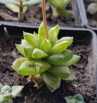 Лот: 7679927. Фото: 1. Хавортия (Haworthia) reticulata... Горшечные растения и комнатные цветы