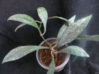 Лот: 13595725. Фото: 1. Хойя Hoya parviflora splach. Горшечные растения и комнатные цветы