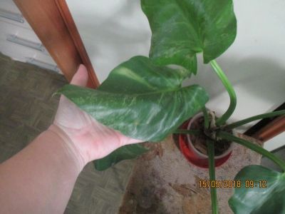 Лот: 11535322. Фото: 1. Филодендрон Giganteum variegata. Горшечные растения и комнатные цветы