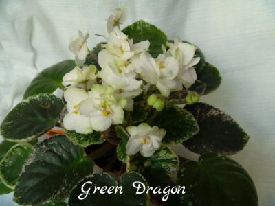 Лот: 5210412. Фото: 1. Минифиалка сортовая Green Dragon... Горшечные растения и комнатные цветы