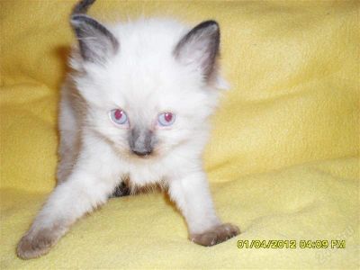 Лот: 1694943. Фото: 1. Ищу новою семью:). Кошки, котята