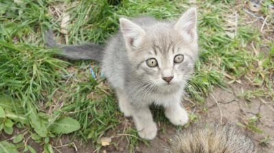 Лот: 9780572. Фото: 1. Котенок серый, девочка. Есть видео. Кошки, котята
